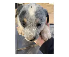 6 Heeler puppies looking for a good home