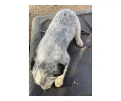 6 Heeler puppies looking for a good home