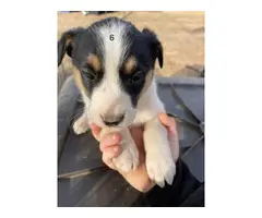 6 Heeler puppies looking for a good home