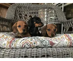 3 full-blooded Dachsund puppies 2 Females & 1 Male available for sale