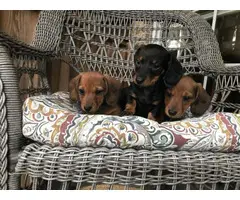 3 full-blooded Dachsund puppies 2 Females & 1 Male available for sale - 2