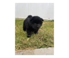 3 purebred Chow puppies for sale
