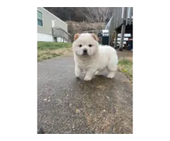 3 purebred Chow puppies for sale - 3