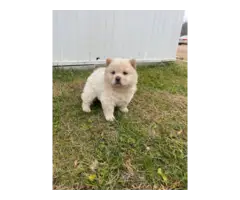 3 purebred Chow puppies for sale - 4
