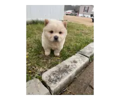 3 purebred Chow puppies for sale - 5