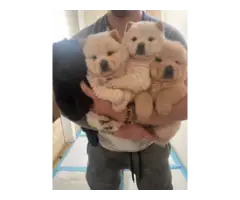 3 purebred Chow puppies for sale - 6