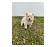 3 purebred Chow puppies for sale - 7