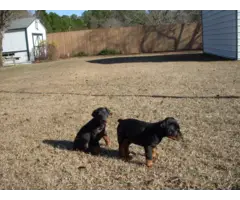 2 male Doberman puppies for sale - 2