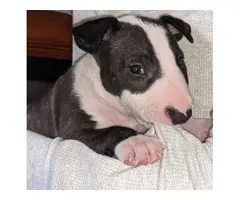 3 Available Black & White Bull terrier puppies For sale