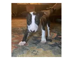 3 Available Black & White Bull terrier puppies For sale - 2