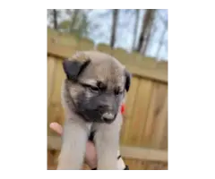 8 German Shepherd puppies for adoption - 5