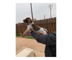 AKC registered male German Shorthaired pointer puppies for sale