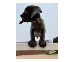 AKC registered male German Shorthaired pointer puppies for sale - 2
