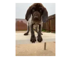 AKC registered male German Shorthaired pointer puppies for sale - 3