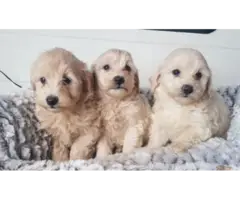 Adorable Maltipoo puppies