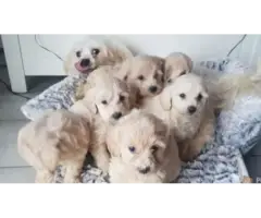 Adorable Maltipoo puppies - 3