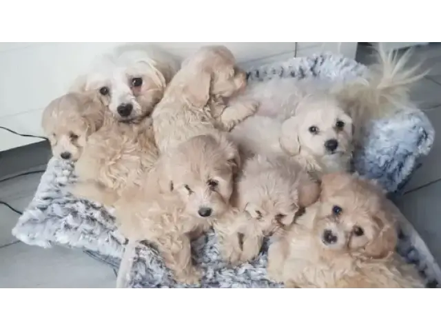 Adorable Maltipoo puppies - 4/8