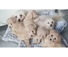 Adorable Maltipoo puppies - 4