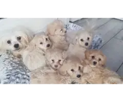 Adorable Maltipoo puppies - 5