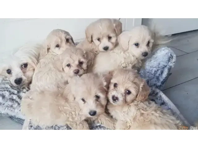 Adorable Maltipoo puppies - 6/8
