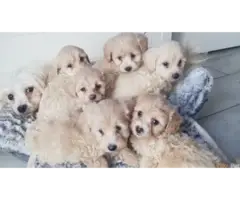 Adorable Maltipoo puppies - 6