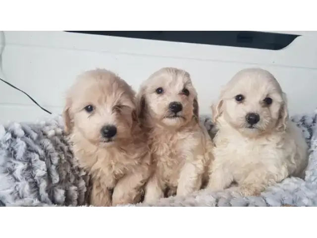 Adorable Maltipoo puppies - 7/8