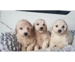 Adorable Maltipoo puppies - 7