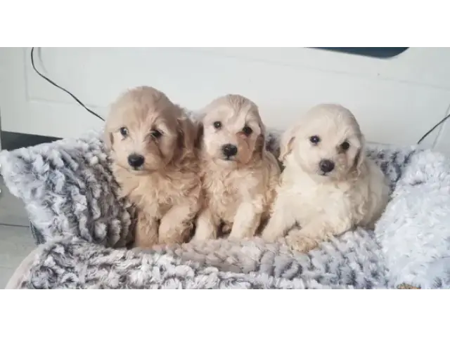 Adorable Maltipoo puppies - 8/8