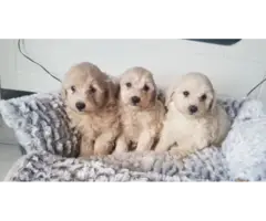 Adorable Maltipoo puppies - 8