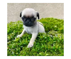 3 female pug puppies for sale - 1