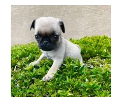 3 female pug puppies for sale - 2