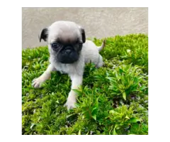 3 female pug puppies for sale - 3