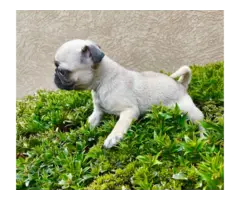 3 female pug puppies for sale - 4