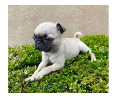 3 female pug puppies for sale - 5