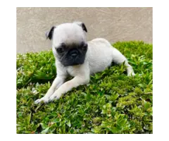3 female pug puppies for sale - 6