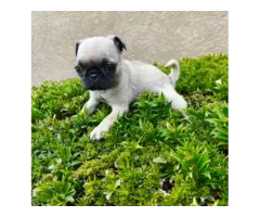 3 female pug puppies for sale - 7
