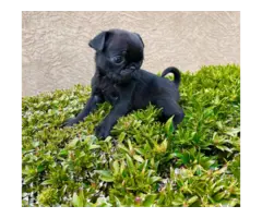 3 female pug puppies for sale - 8