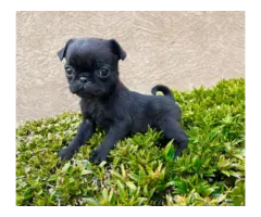 3 female pug puppies for sale - 10