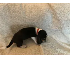 Purebred Bassett hound puppies for sale - 6