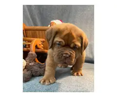4 Registered Dogue de Bordeaux Puppies
