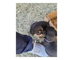 Rottweiler puppies - 3