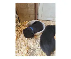 Rottweiler puppies - 5