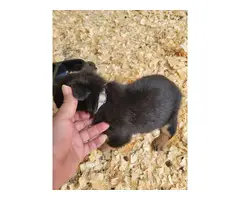 Rottweiler puppies - 7
