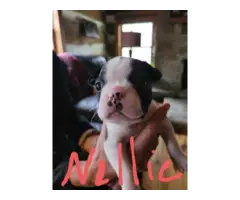 7 Boston terrier puppies for sale