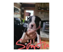 7 Boston terrier puppies for sale