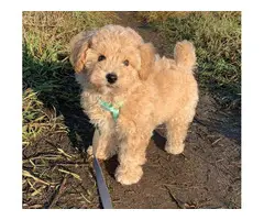 AKC REGISTERED MALTIPOO PUPPIES AVAILABLE - 2