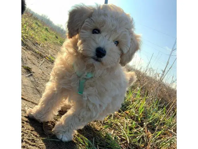 AKC REGISTERED MALTIPOO PUPPIES AVAILABLE - 3/6