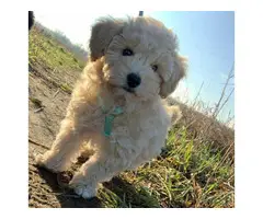 AKC REGISTERED MALTIPOO PUPPIES AVAILABLE - 3