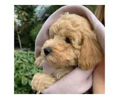 AKC REGISTERED MALTIPOO PUPPIES AVAILABLE - 4