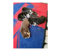 5 Siberian Husky puppies for adoption